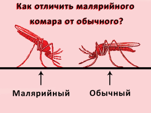 малярия2